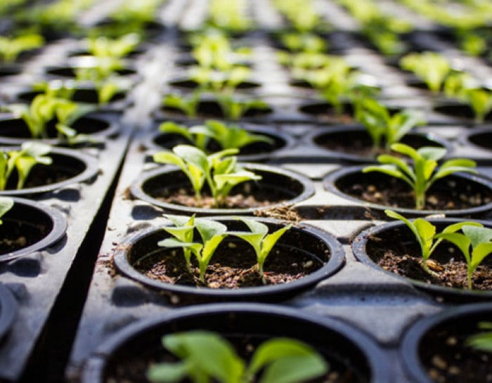 Идеальные условия для выращивания марихуаны: от старта до урожая Идеальные условия для выращивания марихуаны: от старта до урожая